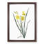 Yellow Daylily by Pierre-Joseph Redoute - Picture Frame Painting Print-55614033-55614036