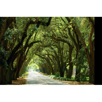 " Canopy Road Panorama I " by James McLoughlin