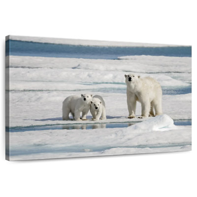 Ours polaires Brampt Longyearbyen