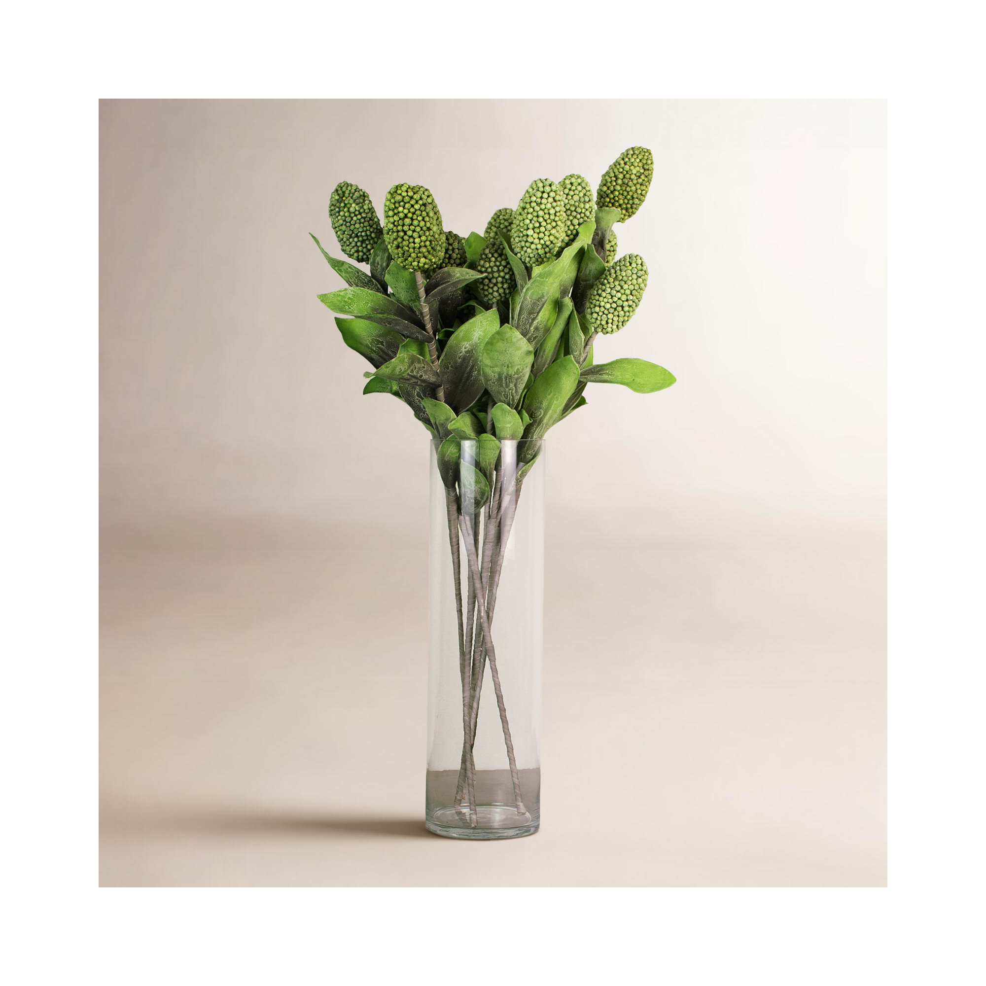 Salacia Botanica Stem