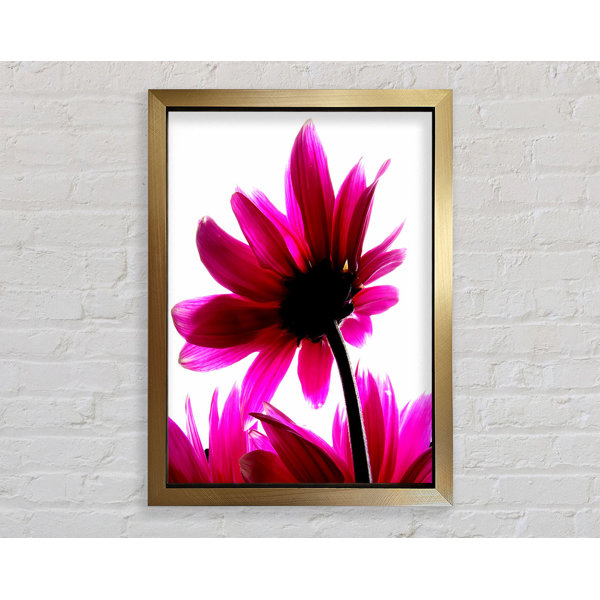 Ebern Designs Delicate Pink - Single Picture Frame Art Prints | Wayfair ...