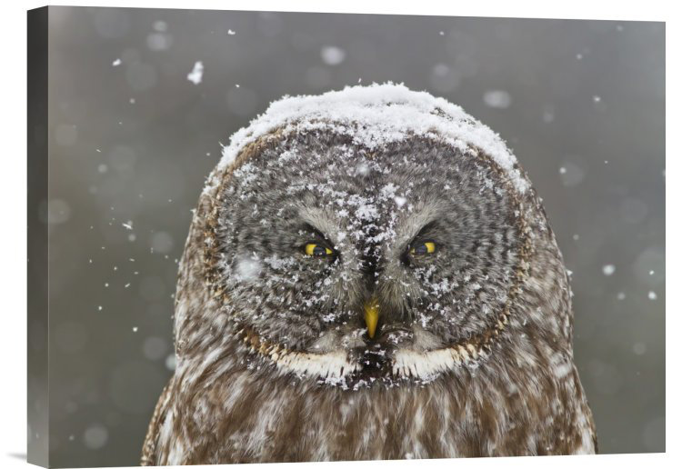 Great Gray Owl Winter Portrait Brown Canvas Print