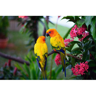 " Parrots Image " by Hit1912