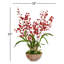 Orchid Plant in Longlife Bowl