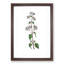 Oregano Flowers Illustration - Framed Print-55578074-55578075