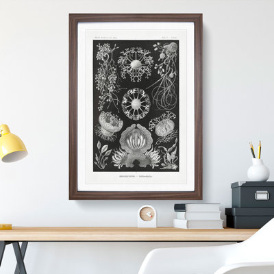 Ascomycete Fungi by Ernst Haeckel - Picture Frame Graphic Art