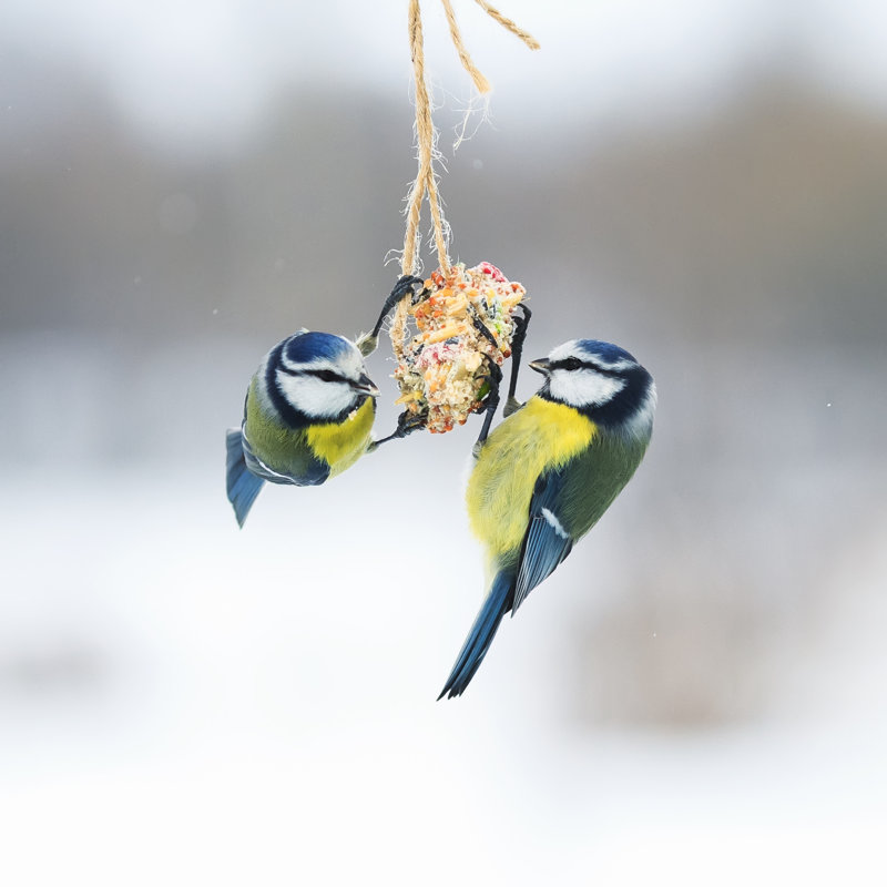 Cute Hungry Birds by Nataba - Wrapped Canvas Print, 76cm H x 76cm W