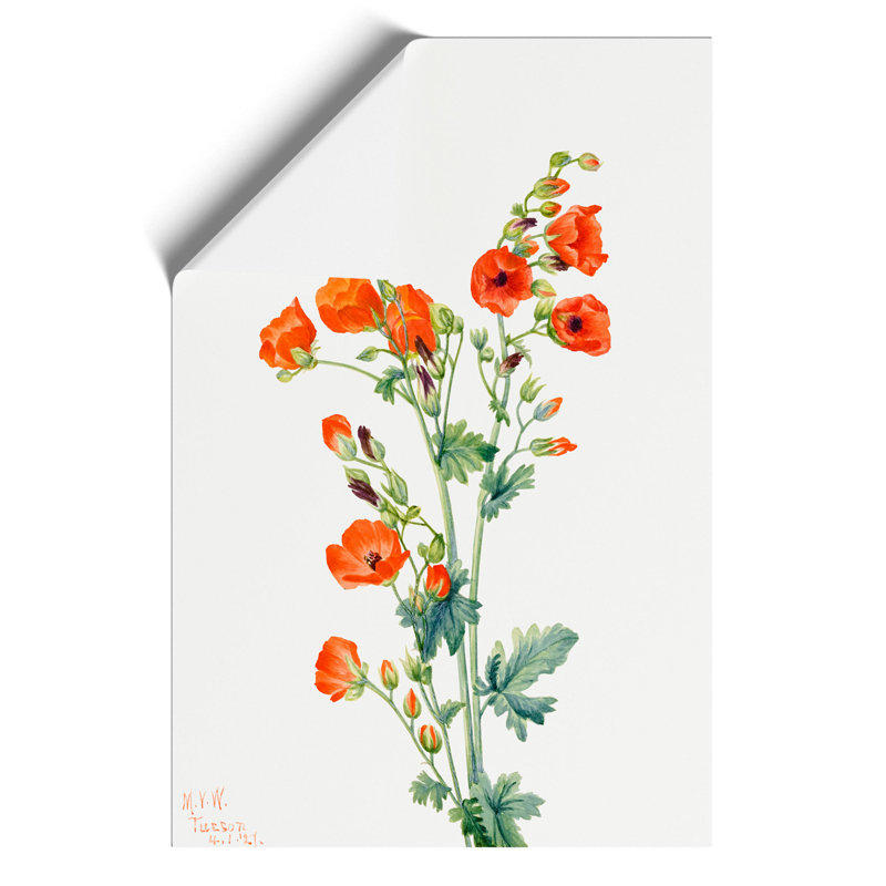 Scarlet Globe Mallow by Mary Vaux Walcott - No Frame Painting, 59cm H x 42cm W x 0.1cm D