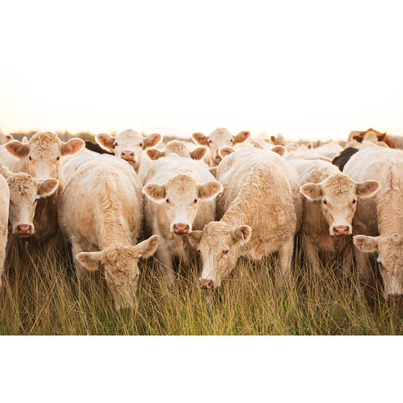 Curious Herd par Ktmoffitt, H 20 po x l 30 po