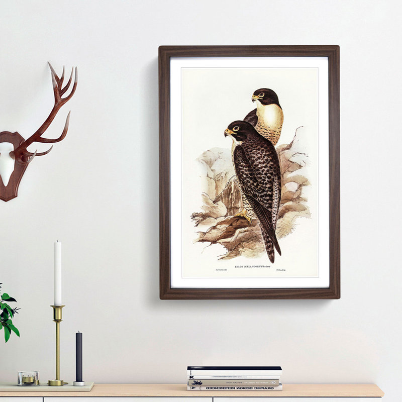 Black-Cheeked Falcons by Elizabeth Gould - Picture Frame Art Print, Walnut Framed, 36cm H x 27cm W x 2cm D