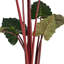 160cm Plant