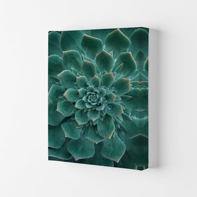 Green Succulent Plant by Victoria Frost - Print