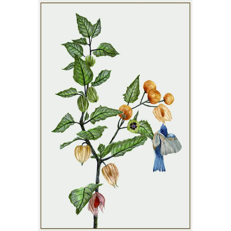 Cape Gooseberry II, H 12 po x l 8 po