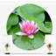 Purple Lotus Lilly Pads Print-23528143