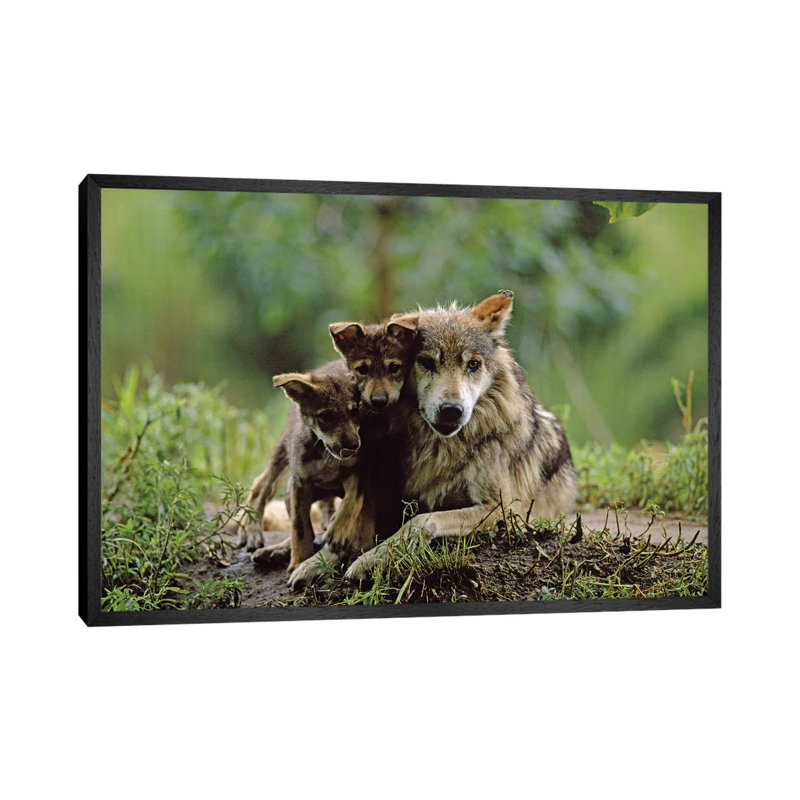 Two Captive Bred Mexican Gray Wolf Pups With Their Mother At The Sedgwick County Zoo by Joel Sartore - Gallery-Wrapped Canvas Giclée on Canvas