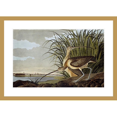 Mâle et femelle courlis à long bec par John James Audubon, impression giclée encadrée
