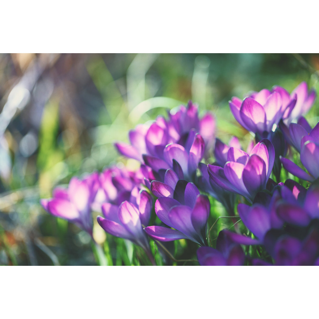 Crocus Flowers In Spring von Rike_ - No Frame Print auf Leinwand