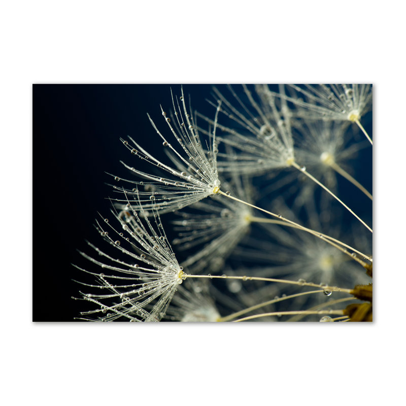 Dandelion Seeds - Wrapped Canvas Print