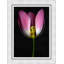 Tulip Study Print by Lillian August