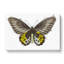 Green Birdwing Butterfly by George Shaw - Wrapped Canvas-55360578