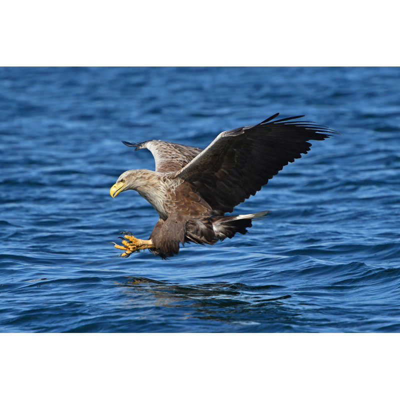 White Tailed Sea Eagle., 20cm H x 30cm W