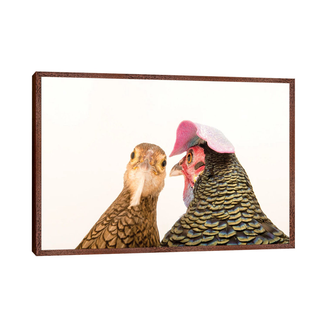 A Male And A Female Green Junglefowl At The Houston Zoo von Joel Sartore - Gallery-Wrapped Canvas Giclée