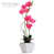 Rose vif
