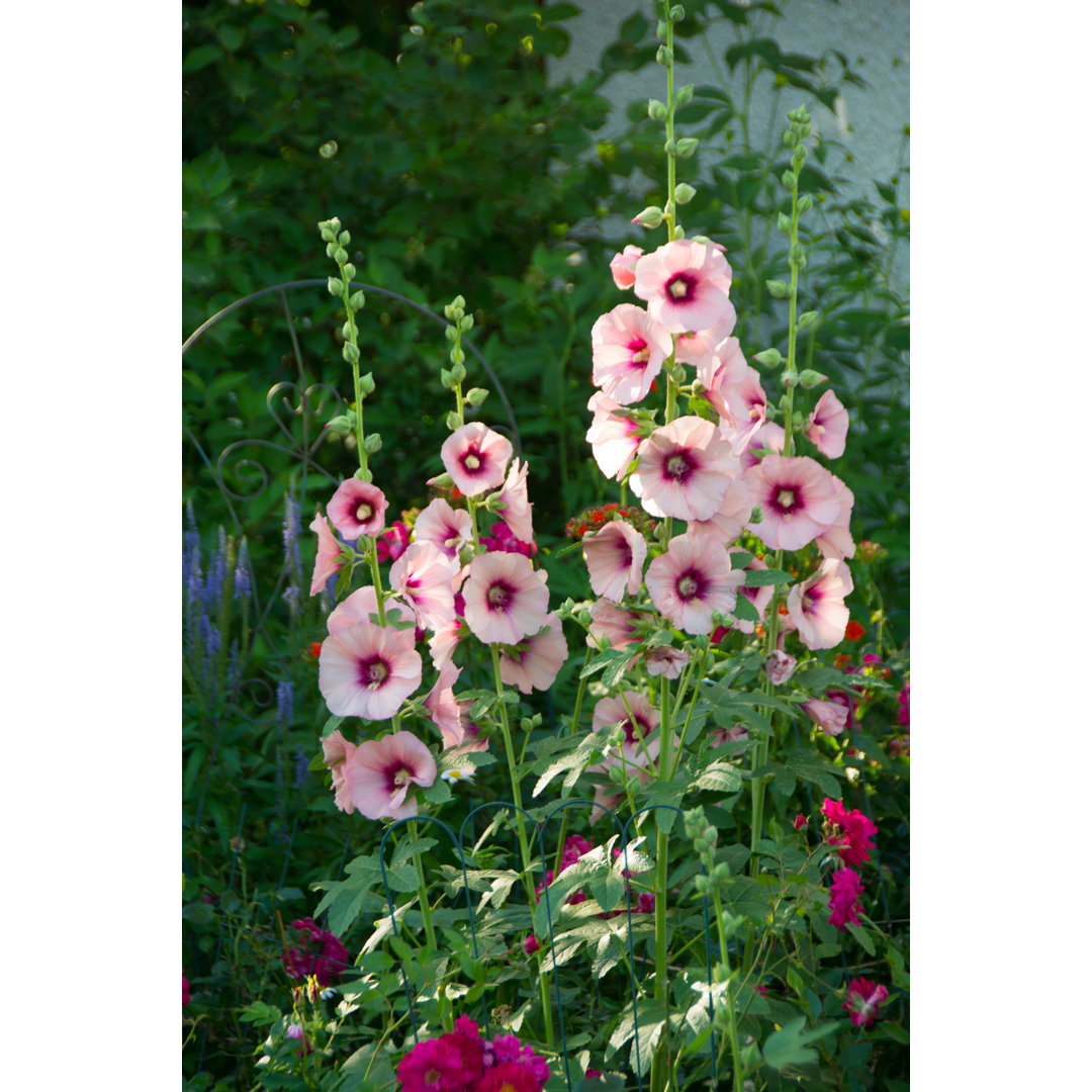 Hollyhock von Wwing - Drucken