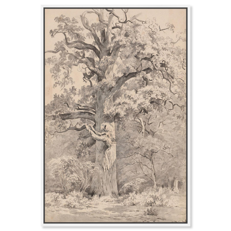 «Giant Oak at Forest», art vintage par Art Remedy, Cadre blanc, H 37 po x l 25 po