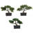 Bonsai Silk Plant Collection