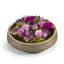 Roses Floral Arrangement in Planter