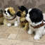 Vernal Animals Figurines & Sculptures