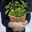 Mingenew Pot Planter
