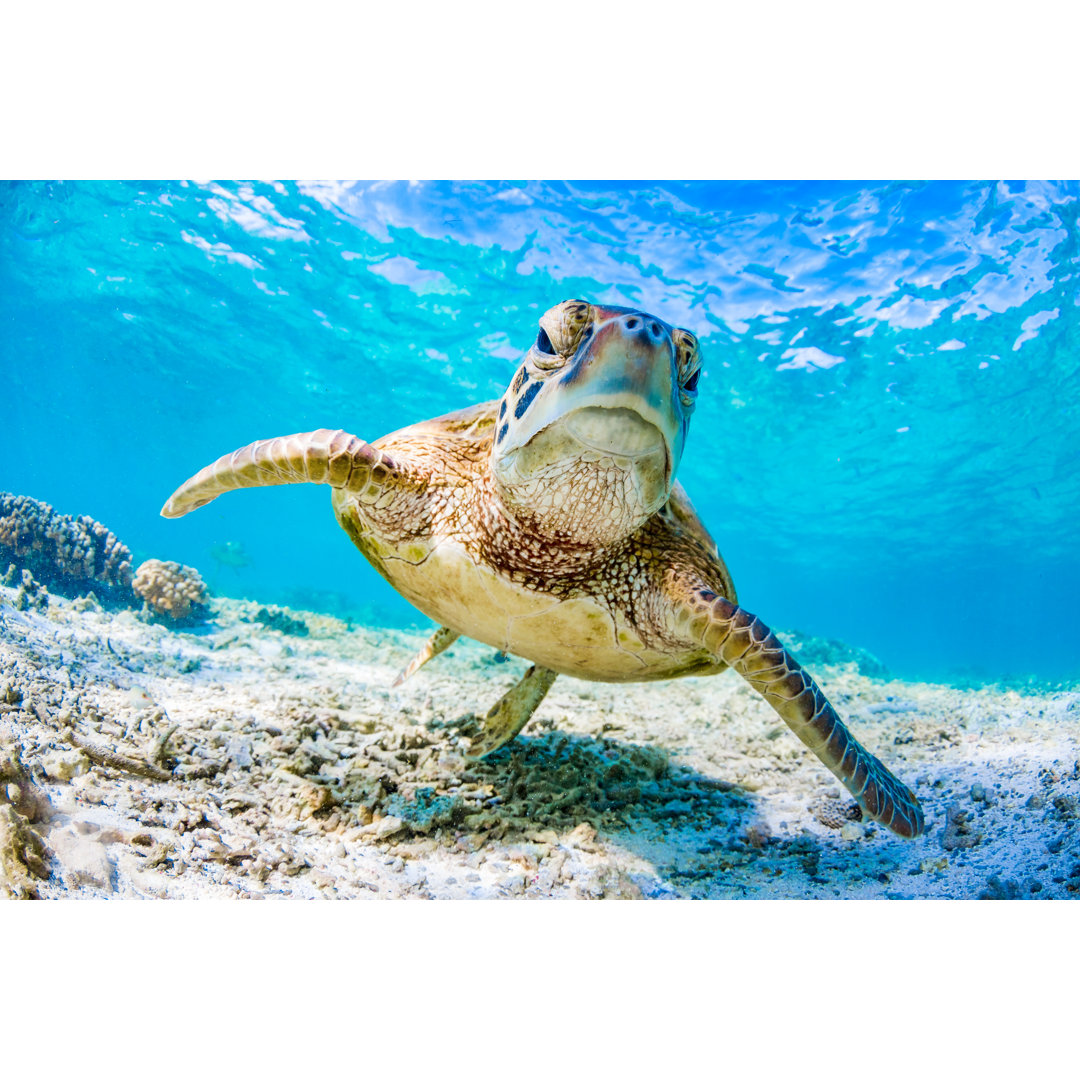 Leinwandbild Grüne Schildkröte schwimmend am Great Barrier Reef, Queensland, Australien von Colin Davis