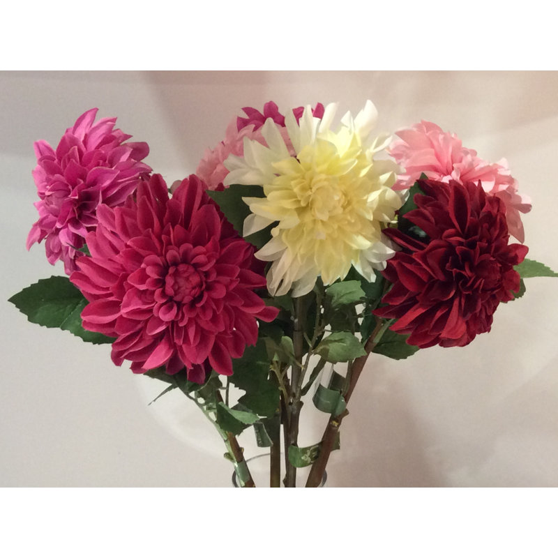 Dahlia, Ivory