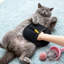 Gants pour animaux