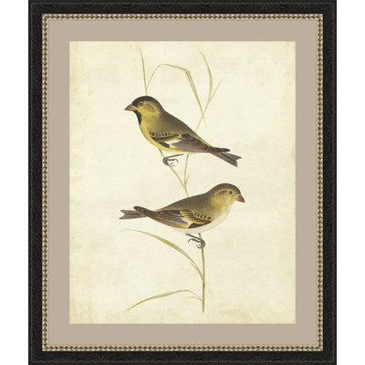 « goldfinch », impression encadrée