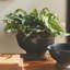 Foyer encastré 13,5 po Echeveria