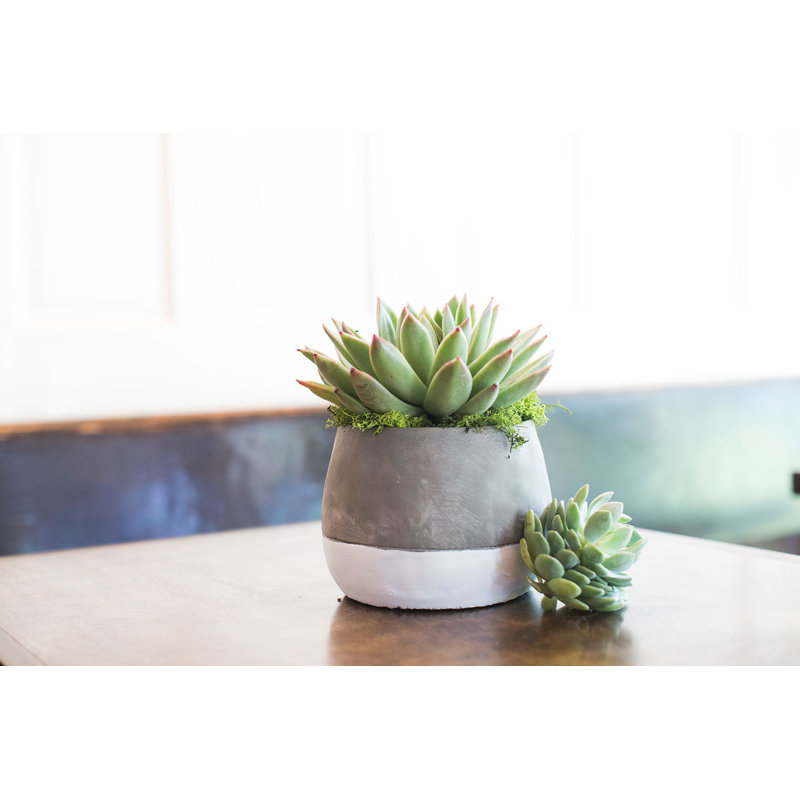 Almyra Handmade Pot Planter, 5" H x 7" W x 7" D
