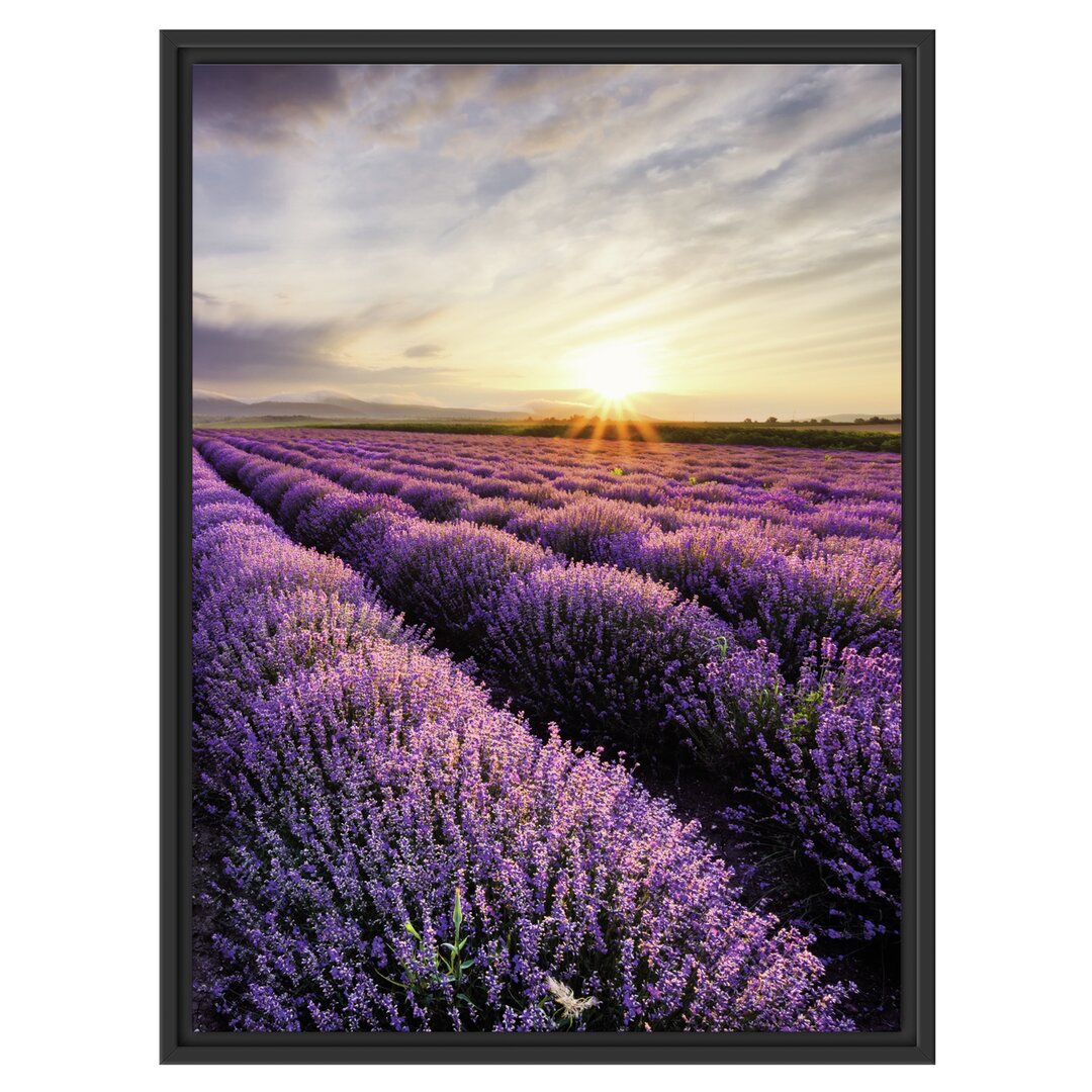 Gerahmter Kunstdruck Dreamlike Lavenders in Provence