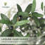 120cm Plant