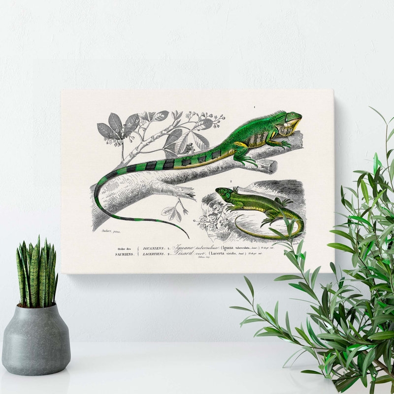 Green Iguana and Lizard by Charles D' Orbigny - Wrapped Canvas, 35cm H x 50cm W x 3cm D