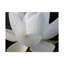 «Delicate Lotus V», impression sur toile tendue-33513960