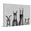 «Animal Row III», reproduction sur toile tendue-167286102