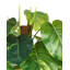 152cm Faux Plant in Pot Liner