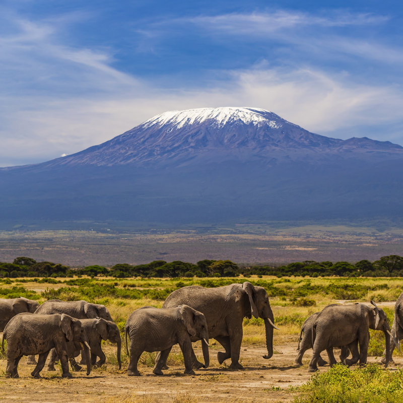African Elephants Walking In The Savannah by Hadynyah - No Frame Print on Canvas, 91cm H x 91cm W