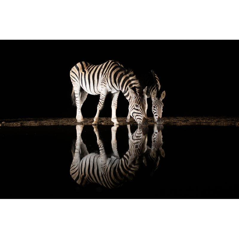 McNairy Zebras Drinking Water - Wrapped Canvas Print, 51cm H x 76cm W x 3.8cm D