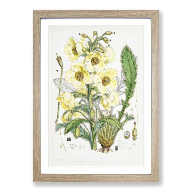 Himalayan Yellow Poppy by W. H. Fitch - Picture Frame Painting Print, 36cm H x 27cm W x 2cm D, Oak Framed