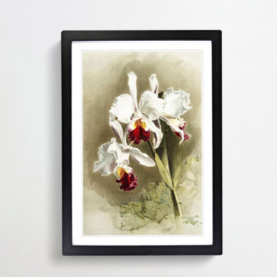 Magnolia Flowers Illustration Tab. 28 by Frederick Sander - Picture Frame Painting Print
