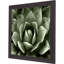 HomeRoots "Green Succulent II, reproduction d'art encadrée brune"